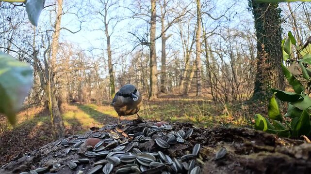 nuthatch bird finds seeds left by people in the forest to feed the birds in winter. slow motion