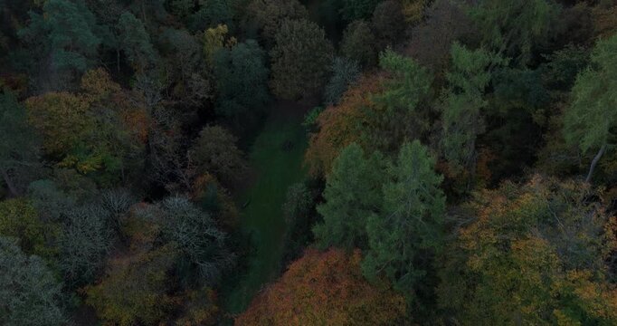 aerial view of a forest