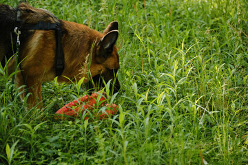 German Shepherd sniffing and looking for a red ring toy hidden in tall green grass. Happy dog playing in summer park