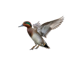 Fototapeta premium Green-winged Teal in Flight, Isolated