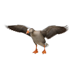 Greylag Goose with Wings Spread, Transparent Background