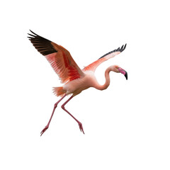 Fototapeta premium Dynamic Pink Flamingo Taking Flight