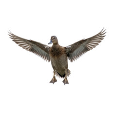Mallard Duck in Flight on Transparent Background