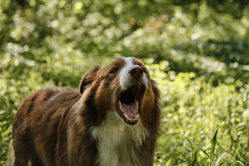 Australian Shepherd barking with mouth open wide while standing on green grass in the sunlight