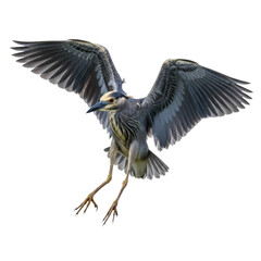 Fototapeta premium Yellow-crowned Night-Heron in Flight on Transparent Background