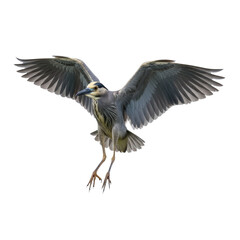 Fototapeta premium Yellow-crowned Night Heron Flying Isolated