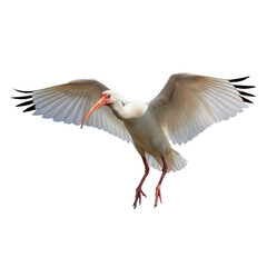 American White Ibis in Flight, Isolated on Transparent Background