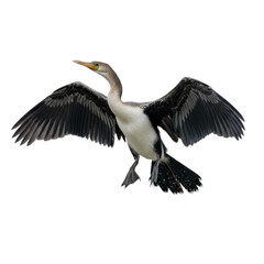 Anhinga Bird Flying with Wings Spread on Transparent Background