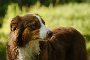 Australian Shepherd with brown and white fur looking to the side while standing in the forest sunlight. Red tricolor aussie dog outdoor portrait