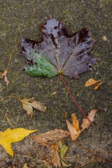 A single fallen maple leaf with shades of green and purple lies on wet pavement, surrounded by small yellow leaves. A melancholic symbol of the changing season