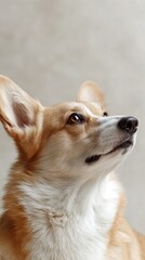 Loyal corgi gazes skyward, embodying Canine Companionship Day and Lunar Year of the Dogs devoted spirit