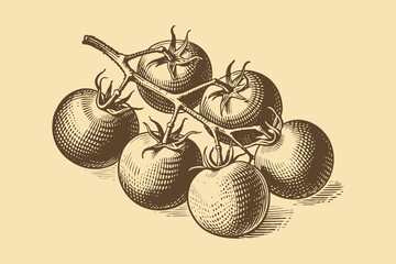 Hand-drawn sketch of ripe tomatoes on the vine, vintage engraving style, beige background. Concept of organic farming and rustic produce