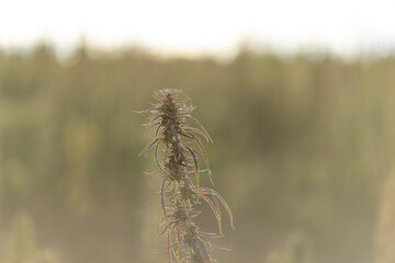 Field landscape with cannabis, used for medical treatment of fatal diseases like cancer, smoking for fun causing addiction, and for industrial use like constructions, textile production, insulation.