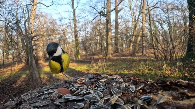 great tit searches for seeds at a bird feeder in the forest, slow motion