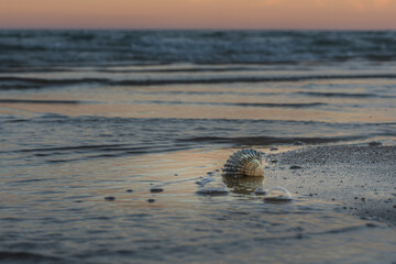 Seashell resting in shallow surf at sunset