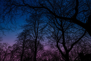 Spooky blue and purple sky and trees at dusk