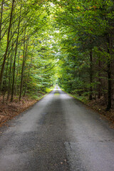 Naklejka premium The road stretching into the distance through the dense green forest 
