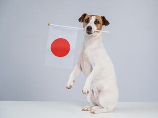 Jack Russell Terrier dog holding a Japanese flag on a white background.