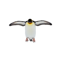 Fototapeta premium Isolated Emperor Penguin Chick with Spread Flippers