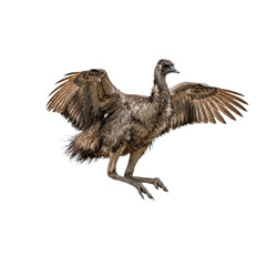 Dynamic Emu with Spread Wings Isolated