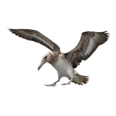 Isolated Albatross with Spread Wings