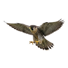 Peregrine Falcon in Mid-Flight on Transparent Background