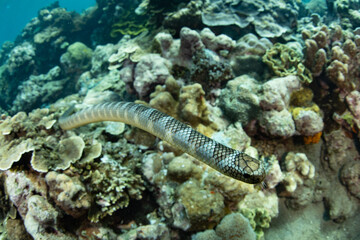 A Banded sea krait, Laticauda semifasciata, swims over the rocky reef at Pulau Serua in the Banda Sea, Indonesia. This remote island harbors aggregations of these venomous yet docile sea snakes.
