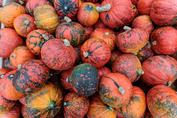 Orange pumpkin patch decorations in the field