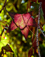 autumn leaves in the sun
