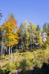 Fototapeta premium Autumn forest and rocks under a blue sky on a sunny day. Cat Rocks, Czech Republic