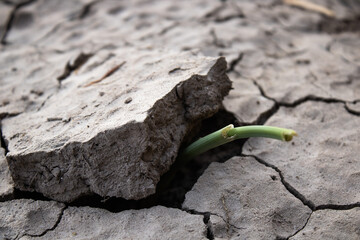 green sprout on the ground