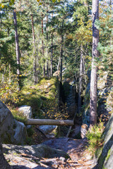 Autumn wild forest among rocks. Cat Rocks, Czech Republic