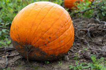 Fototapeta premium A close-up of a ripe orange pumpkin resting on the dark, muddy ground. The base is covered in dirt, highlighting the ribbed texture and freshly harvested feel of the squash.