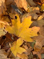 Close-up of dry autumn leaves on the ground. Natural texture and warm earthy tones symbolizing fall season and change in nature.