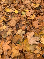 Close-up of dry autumn leaves on the ground. Natural texture and warm earthy tones symbolizing fall season and change in nature.