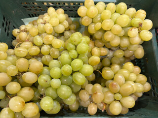 Bountiful clusters of fresh green grapes in a green plastic crate, glistening with natural dew and vibrant hues for a juicy, farm-fresh harvest vibe.