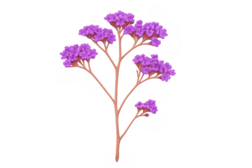 Purple statice flowers cluster decoration, limonium sinuatum plant with blooming petals and stem isolated