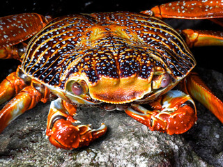 red crab on the beach