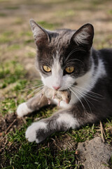 Gray and white cat with golden eyes holding a small mouse in its mouth while lying on the grass