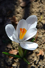 kwitnący wiosną krokus w słońcu, biały krokus, Szafran wiosenny, krokus wiosenny, Crocus vernus, flowering crocus on the lawn, white crocus	