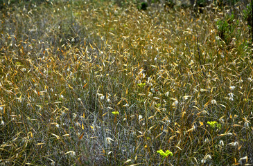 zbliżenie na łakę kwitnącej trawy orzesznicy, orzesznica siewna, Lygeum spartum, esparto grass, cord grass, albardine   © kateej