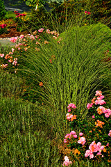 miskant z różowymi różami, Miskant chiński 'Morning Light', Miscanthus sinensis, Miscanthus sinensis 'Morning Light' with pink rose - ornamental grass in a garden,  © kateej
