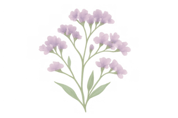 Purple watercolor flowers illustration creating a delicate botanical design element with transparent background