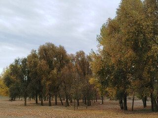 Fototapeta premium Bosque otoñal con luz de mañana