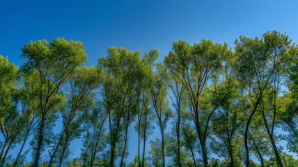 Obraz premium 空へ伸びる緑の並木と真夏の青空