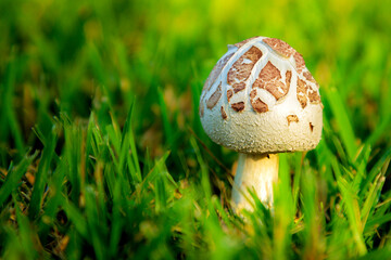 Not A Full Bloom Mushroom in Green Grass