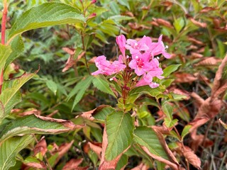 Weigela florida in bloom, displaying bright pink trumpet-shaped flowers among green leaves with brown edges. This ornamental shrub adds a vibrant splash of color to the garden landscape.