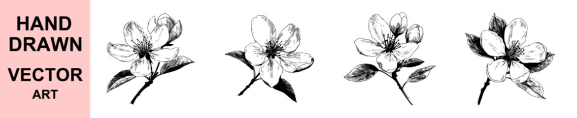 Hand drawn flower branch vector illustration, vintage floral botanical art, blooming spring blossom engraving design perfect for invitations, natural decor, botanical prints, and classic nature artwor