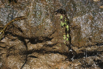 A slow, thin stream of water trickling down the surface of a mossy rock cliff, the rough texture of the rock, looks natural and calming, typical of a spring or small waterfall in the open
