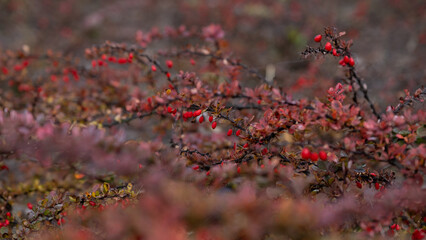 Barberry Bush with Red Berries in Autumn Season